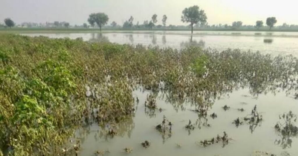 गुजरात आणि महाराष्ट्रात मुसळधार पावसामुळे कापूस पिकाचे नुकसान, भावात सातत्याने वाढ सुरू आहे !!